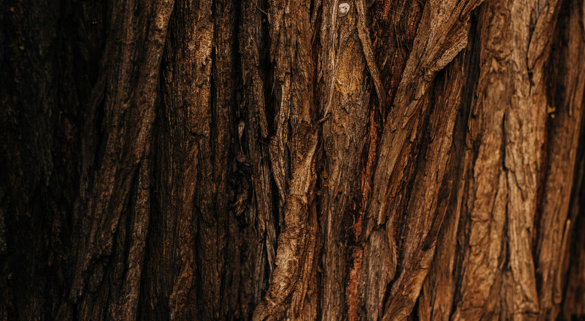Cellulose